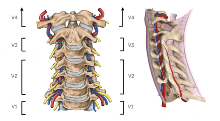 Verrtebral artery Anatomy